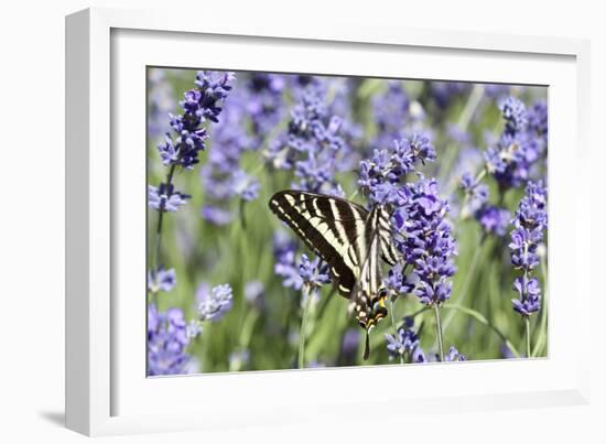 Lavender and Butterfly II-Dana Styber-Framed Photographic Print