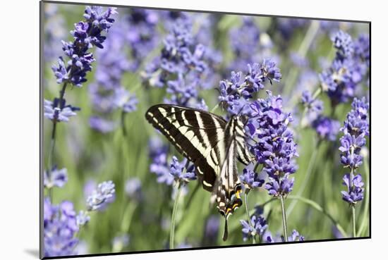 Lavender and Butterfly II-Dana Styber-Mounted Photographic Print