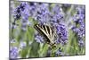 Lavender and Butterfly II-Dana Styber-Mounted Photographic Print