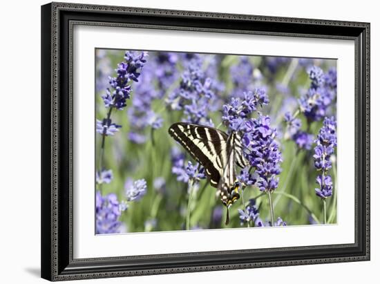 Lavender and Butterfly II-Dana Styber-Framed Photographic Print