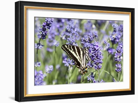 Lavender and Butterfly II-Dana Styber-Framed Photographic Print