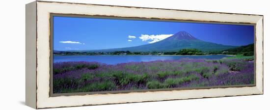 Lavender and Lake Kawaguchi Yamanashi Japan-null-Framed Stretched Canvas