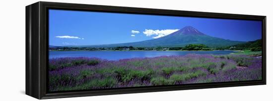 Lavender and Lake Kawaguchi Yamanashi Japan-null-Framed Stretched Canvas