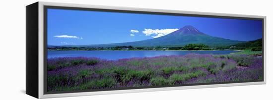 Lavender and Lake Kawaguchi Yamanashi Japan-null-Framed Stretched Canvas