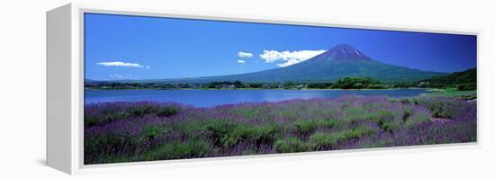 Lavender and Lake Kawaguchi Yamanashi Japan-null-Framed Stretched Canvas