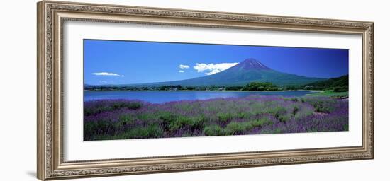 Lavender and Lake Kawaguchi Yamanashi Japan-null-Framed Photographic Print