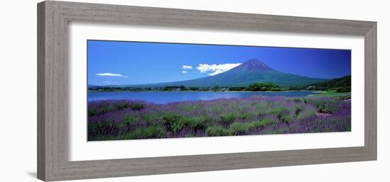 Lavender and Lake Kawaguchi Yamanashi Japan-null-Framed Photographic Print