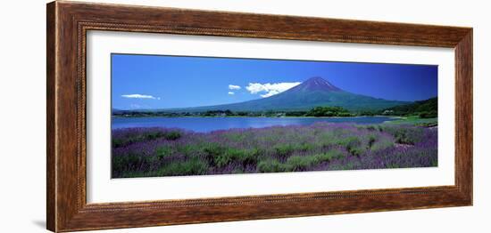 Lavender and Lake Kawaguchi Yamanashi Japan-null-Framed Photographic Print