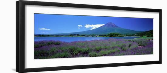 Lavender and Lake Kawaguchi Yamanashi Japan-null-Framed Photographic Print