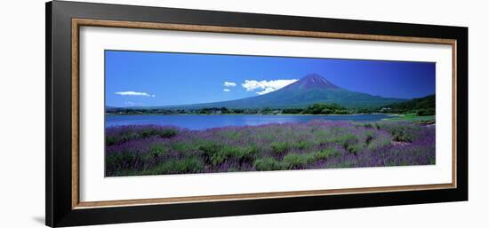 Lavender and Lake Kawaguchi Yamanashi Japan-null-Framed Photographic Print