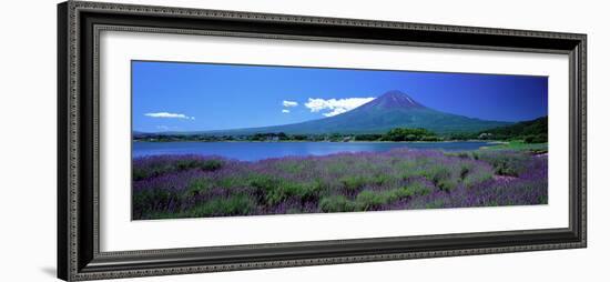 Lavender and Lake Kawaguchi Yamanashi Japan-null-Framed Photographic Print