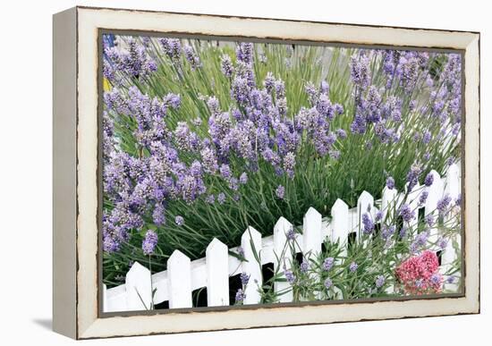 Lavender And Picket Fence-Tony Craddock-Framed Premier Image Canvas