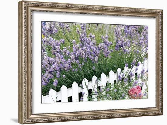 Lavender And Picket Fence-Tony Craddock-Framed Photographic Print