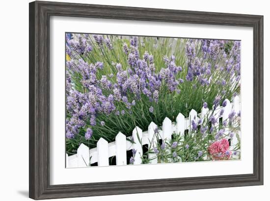 Lavender And Picket Fence-Tony Craddock-Framed Photographic Print