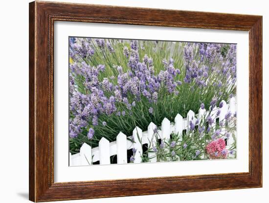 Lavender And Picket Fence-Tony Craddock-Framed Photographic Print