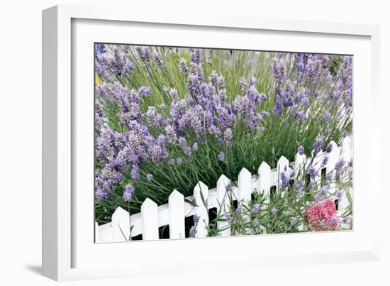 Lavender And Picket Fence-Tony Craddock-Framed Photographic Print