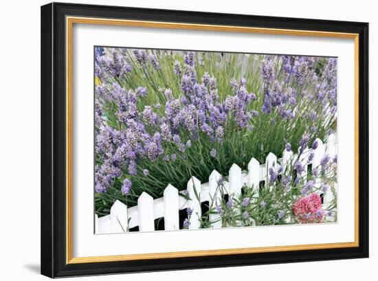 Lavender And Picket Fence-Tony Craddock-Framed Photographic Print