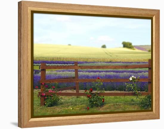 Lavender and Roses-Toula Mavridou-Messer-Framed Premier Image Canvas