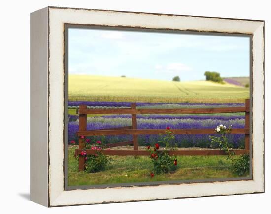Lavender and Roses-Toula Mavridou-Messer-Framed Premier Image Canvas