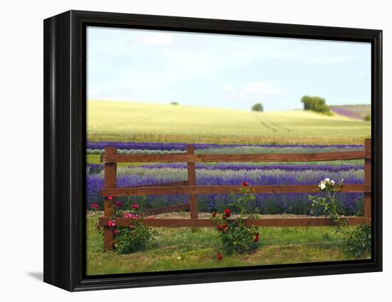 Lavender and Roses-Toula Mavridou-Messer-Framed Premier Image Canvas