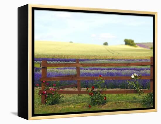 Lavender and Roses-Toula Mavridou-Messer-Framed Premier Image Canvas