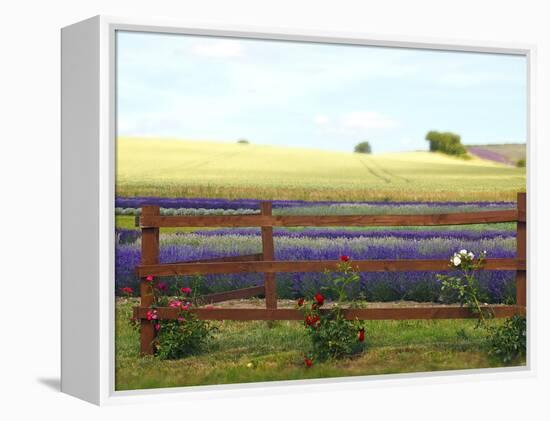 Lavender and Roses-Toula Mavridou-Messer-Framed Premier Image Canvas