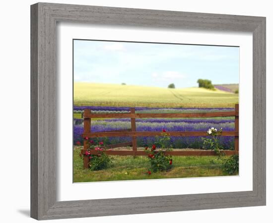 Lavender and Roses-Toula Mavridou-Messer-Framed Photographic Print