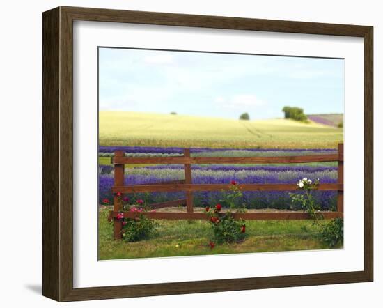 Lavender and Roses-Toula Mavridou-Messer-Framed Photographic Print