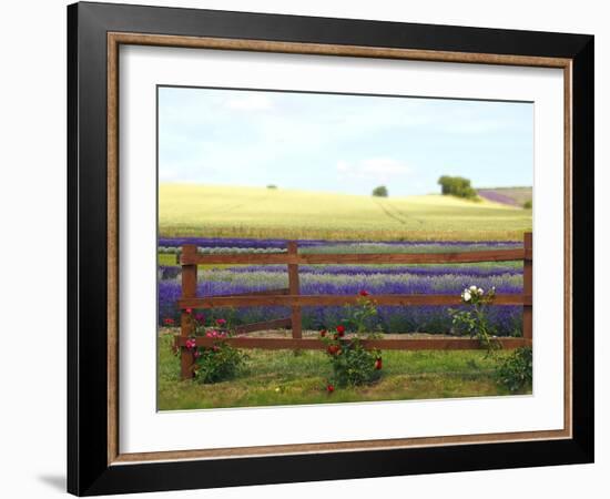 Lavender and Roses-Toula Mavridou-Messer-Framed Photographic Print