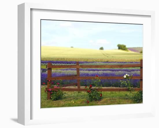 Lavender and Roses-Toula Mavridou-Messer-Framed Photographic Print