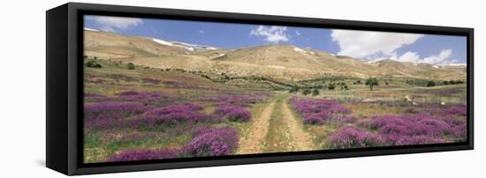 Lavender and Spring Flowers on Road from the Bekaa Valley to the Mount Lebanon Range, Lebanon-Gavin Hellier-Framed Premier Image Canvas