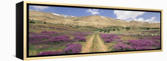 Lavender and Spring Flowers on Road from the Bekaa Valley to the Mount Lebanon Range, Lebanon-Gavin Hellier-Framed Premier Image Canvas