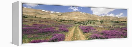 Lavender and Spring Flowers on Road from the Bekaa Valley to the Mount Lebanon Range, Lebanon-Gavin Hellier-Framed Premier Image Canvas