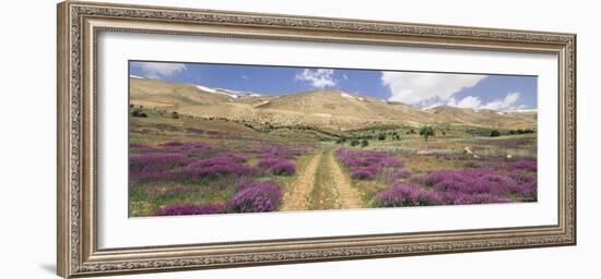 Lavender and Spring Flowers on Road from the Bekaa Valley to the Mount Lebanon Range, Lebanon-Gavin Hellier-Framed Photographic Print