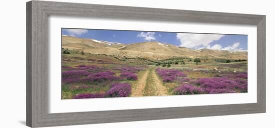 Lavender and Spring Flowers on Road from the Bekaa Valley to the Mount Lebanon Range, Lebanon-Gavin Hellier-Framed Photographic Print