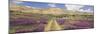 Lavender and Spring Flowers on Road from the Bekaa Valley to the Mount Lebanon Range, Lebanon-Gavin Hellier-Mounted Photographic Print