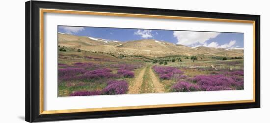 Lavender and Spring Flowers on Road from the Bekaa Valley to the Mount Lebanon Range, Lebanon-Gavin Hellier-Framed Photographic Print