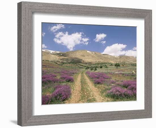 Lavender and Spring Flowers on the Road from the Bekaa Valley to the Mount Lebanon Range, Lebanon-Gavin Hellier-Framed Photographic Print