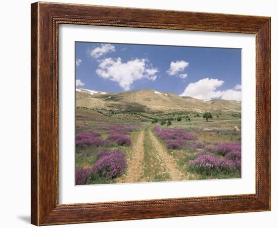 Lavender and Spring Flowers on the Road from the Bekaa Valley to the Mount Lebanon Range, Lebanon-Gavin Hellier-Framed Photographic Print