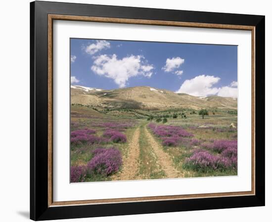 Lavender and Spring Flowers on the Road from the Bekaa Valley to the Mount Lebanon Range, Lebanon-Gavin Hellier-Framed Photographic Print