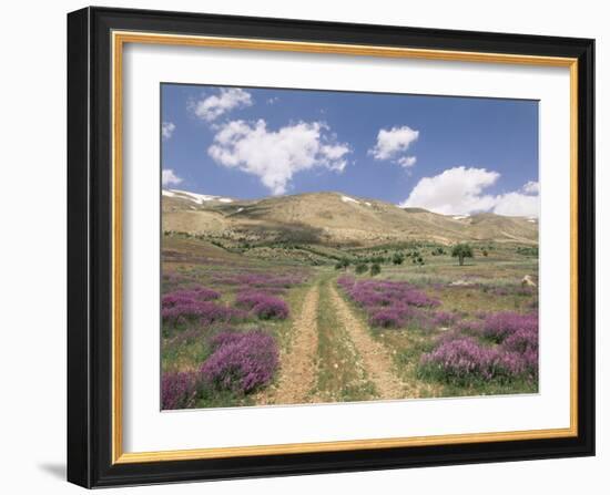 Lavender and Spring Flowers on the Road from the Bekaa Valley to the Mount Lebanon Range, Lebanon-Gavin Hellier-Framed Photographic Print