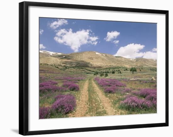 Lavender and Spring Flowers on the Road from the Bekaa Valley to the Mount Lebanon Range, Lebanon-Gavin Hellier-Framed Photographic Print