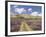 Lavender and Spring Flowers on the Road from the Bekaa Valley to the Mount Lebanon Range, Lebanon-Gavin Hellier-Framed Photographic Print