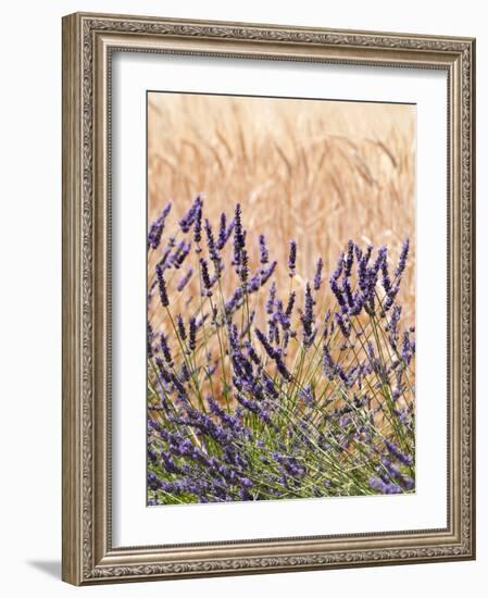 Lavender and Wheat, Provence, France-Nadia Isakova-Framed Photographic Print