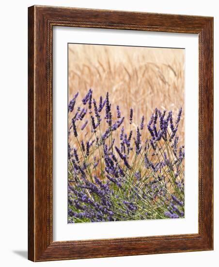 Lavender and Wheat, Provence, France-Nadia Isakova-Framed Photographic Print
