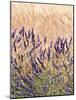 Lavender and Wheat, Provence, France-Nadia Isakova-Mounted Photographic Print