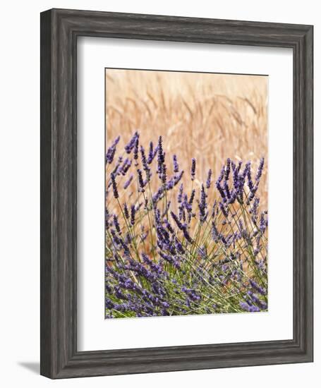 Lavender and Wheat, Provence, France-Nadia Isakova-Framed Photographic Print