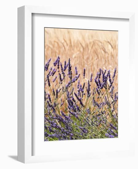 Lavender and Wheat, Provence, France-Nadia Isakova-Framed Photographic Print