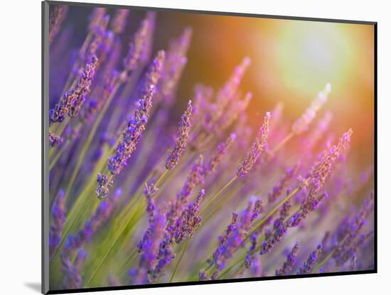 Lavender at sunset-Marco Carmassi-Mounted Photographic Print