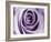 Lavender Bloom-Tracey Telik-Framed Art Print